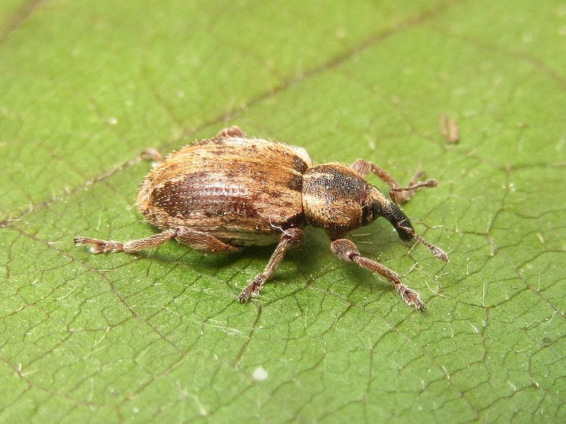 Curculionidae: Hypera plantaginis??